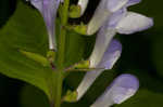 Showy skullcap